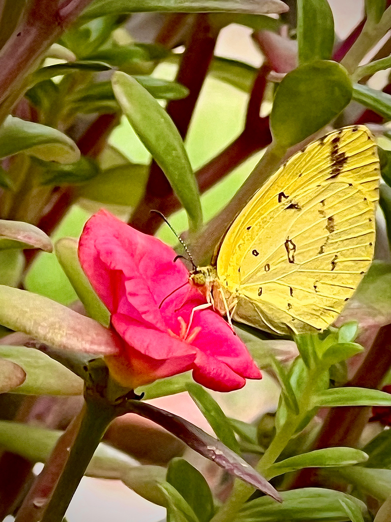 Common Grass Yellow