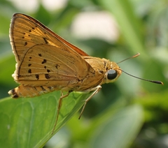 Cephrenes trichopepla