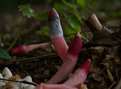 red stinkhorn (Mutinus ravenelii)