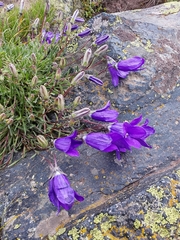 Campanula saxifraga, photograph (c) Павел C, some rights reserved (CC BY)
