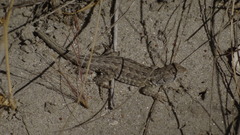 Liolaemus atacamensis