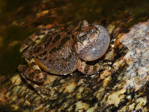 Canyon Tree Frog