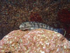 Spotted Algae-Eating Goby photo 2