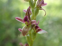 Prasophyllum fitzgeraldii