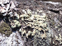 Parmeliopsis capitata