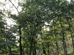 Magnoliales