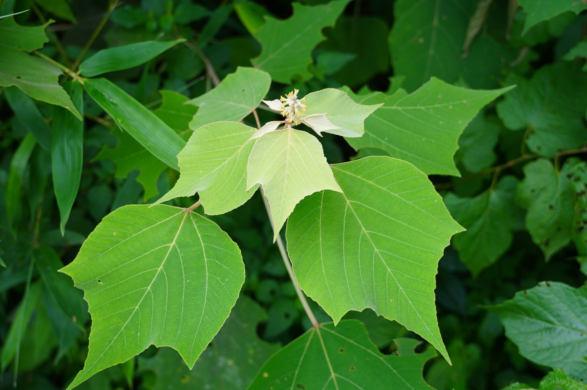Mallotus apelta