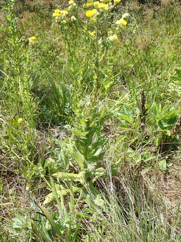 Image of Helichrysum ruderale by no rights reserved