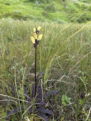 Moor-King Lousewort