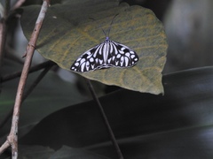 Cyclosia pieridoides