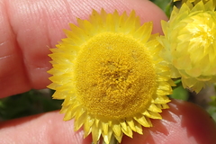 Helichrysum cooperi