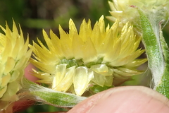 Helichrysum cooperi