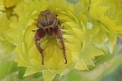 Helichrysum cooperi