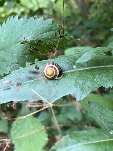 Cepaea hortensis