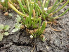Limosella acaulis