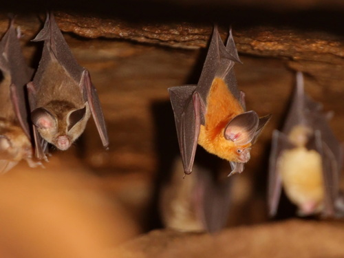 Andersen's Roundleaf Bat (Hipposideros gentilis)