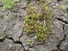 Limosella acaulis