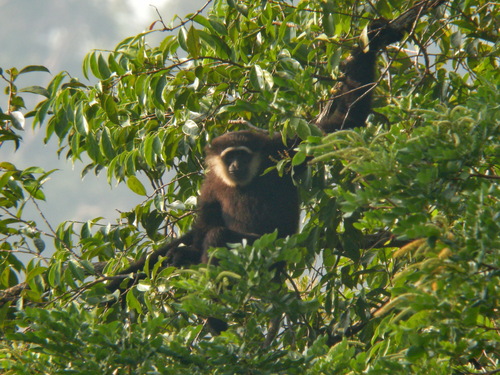 Agile Gibbon (Hylobates agilis)