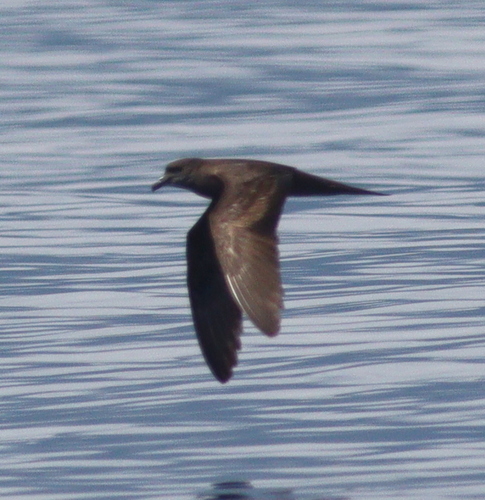 Petrel de Bulwer (Bulweria bulwerii)