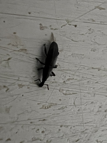 Oxydema longulum, 2025-07-28