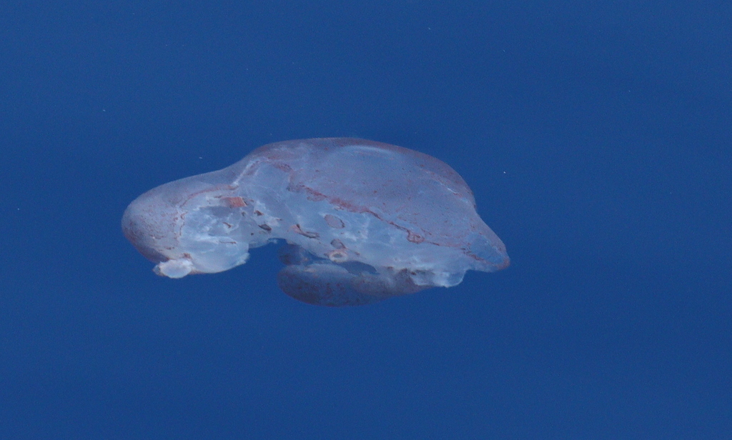Seven-arm octopus