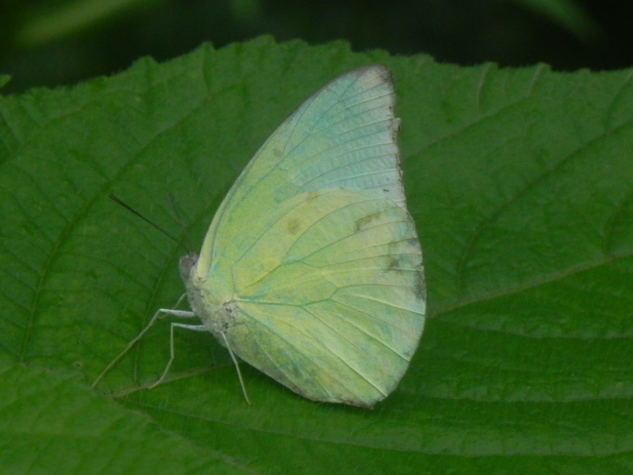 Lemon Emigrant
