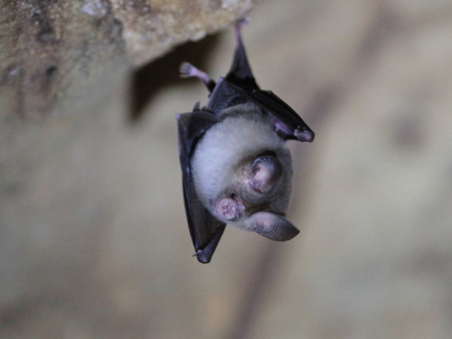 Ashy Leaf-nosed Bat