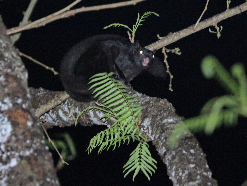 Black Flying Squirrel