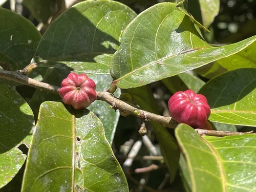 Glochidion harveyanum, 2025-07-29