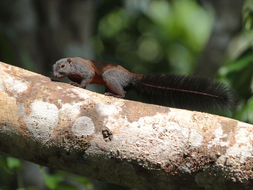 Horse-tailed Squirrel (Sundasciurus hippurus)