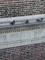 Columba livia