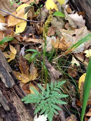 Sceptridium rugulosum