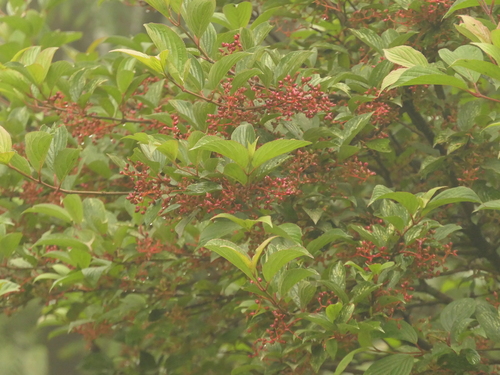 Reddish viburnum (Viburnum erubescens)