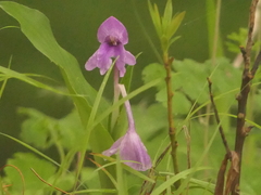 Roscoea alpina