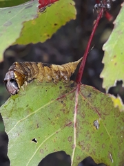 Cerura