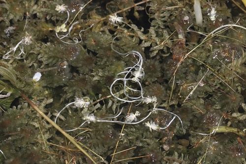 Canadian waterweed (Elodea canadensis)
