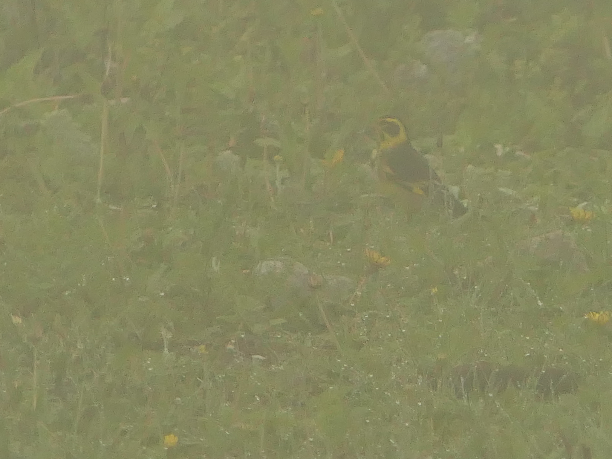 Yellow-breasted Greenfinch illustration