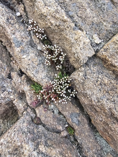 Meterostachys sikokianus iNat (2)