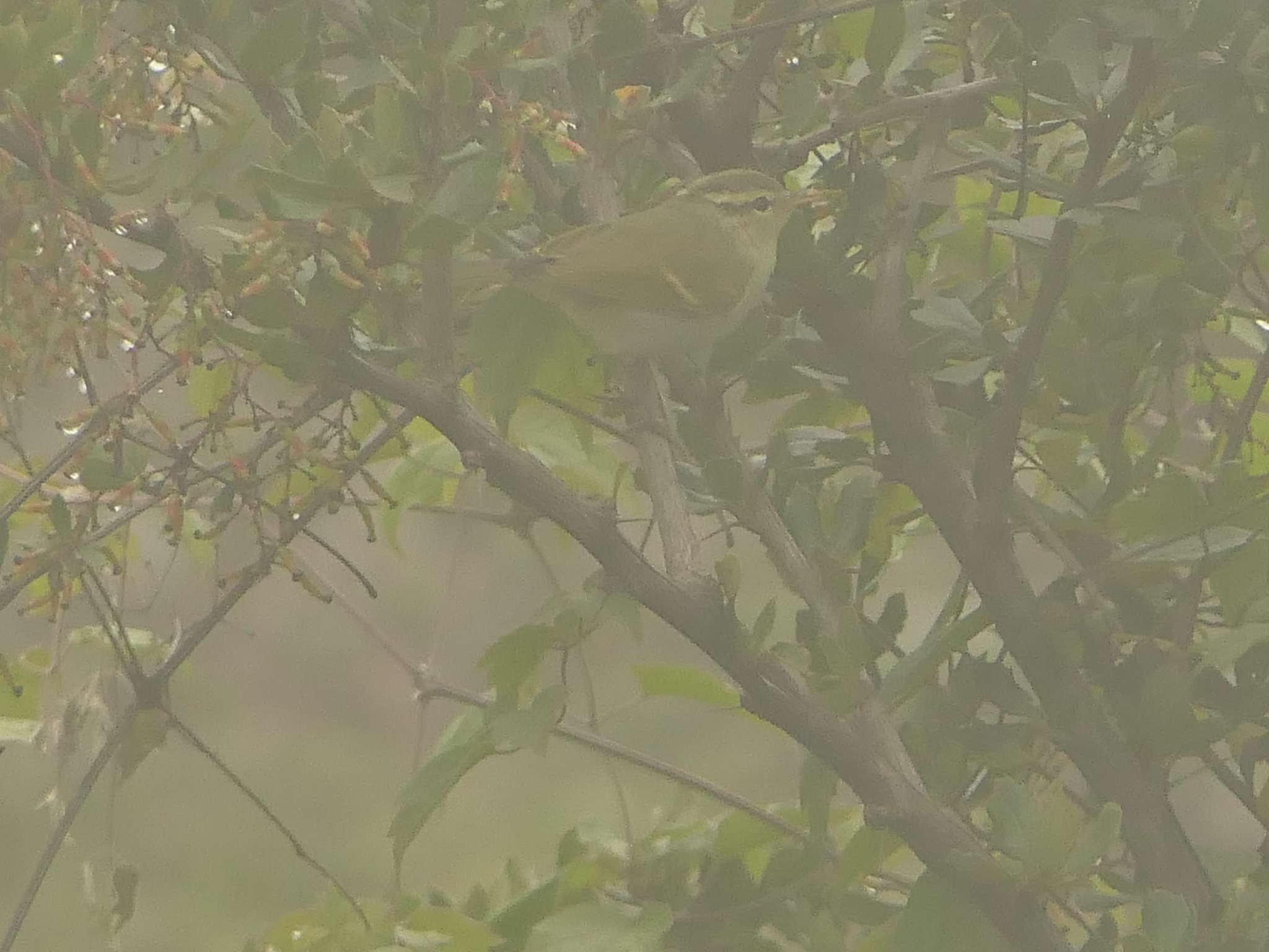 Blyth's Leaf Warbler (Phylloscopus reguloides), photo 3