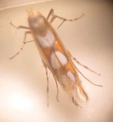 Gracillariinae