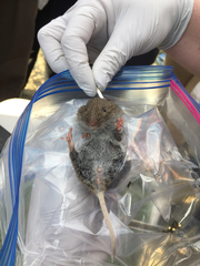 Microtus californicus