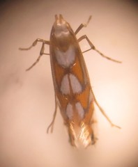 Gracillariinae