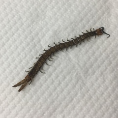 Cormocephalus westwoodi