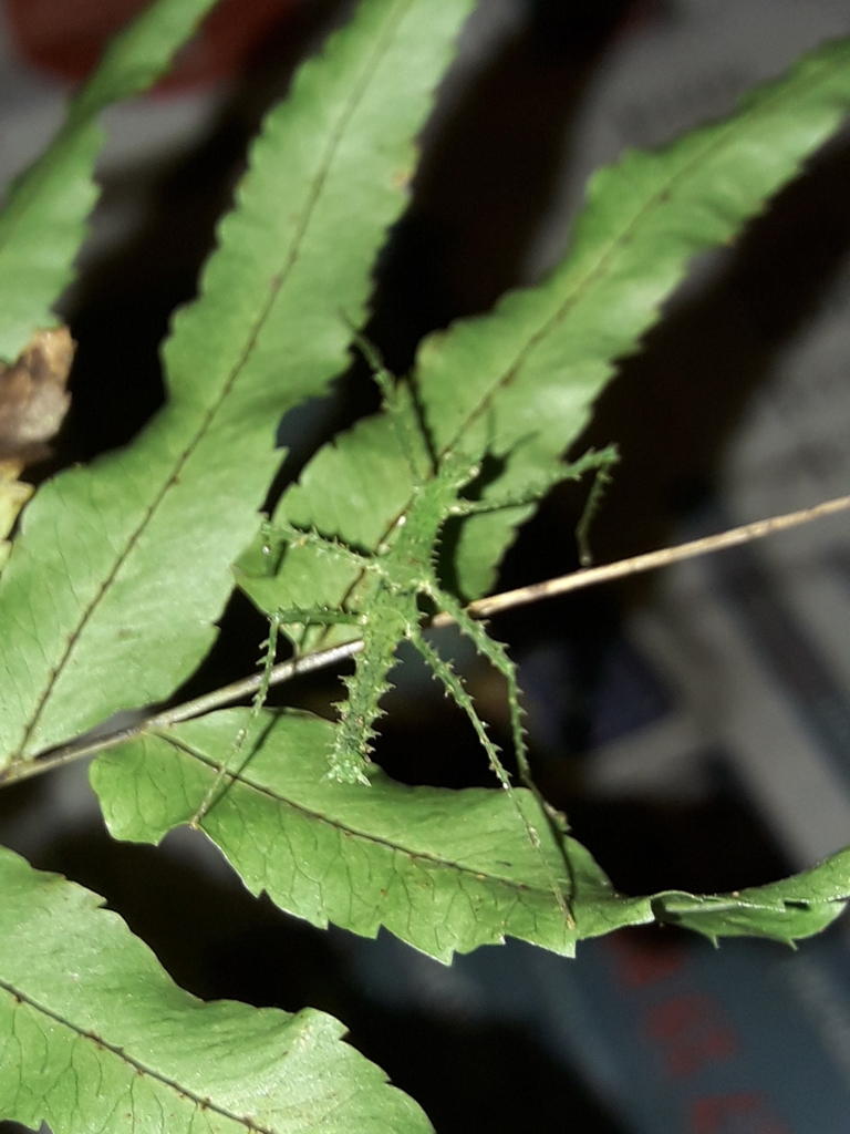 Cnipsus rachis