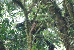 Strix fulvescens