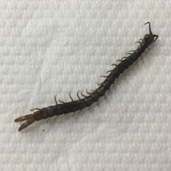 Cormocephalus westwoodi