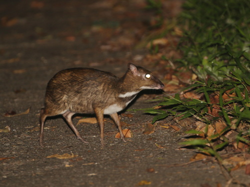オオマメジカ