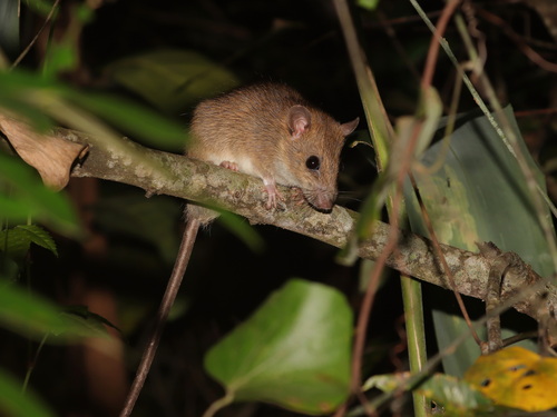 Herbert's Long-tailed Giant Rat (Leopoldamys herberti)