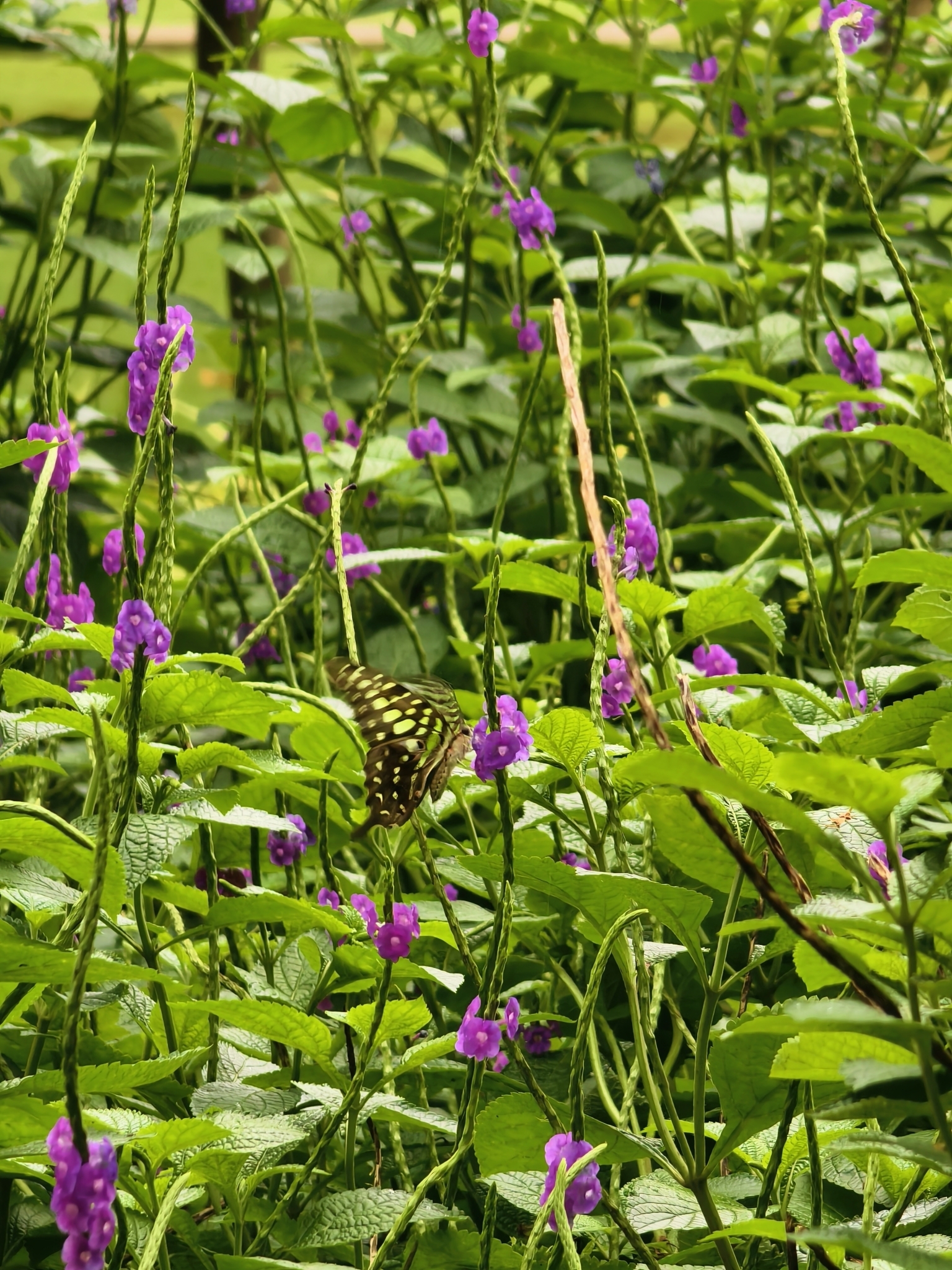 Tailed Jay
