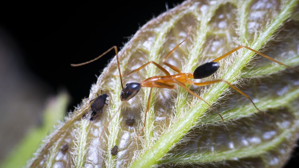 Leptomyrmex nigriceps